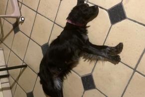 Fundmeldung Hund rassenmischung Weiblich Terre-et-Marais Frankreich