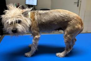 Fundmeldung Hund rassenmischung Weiblich Saint-Martin-du-Fouilloux Frankreich