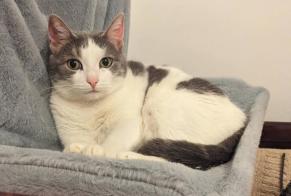 Vermisstmeldung Katze Weiblich, 7 jahre Paris Frankreich