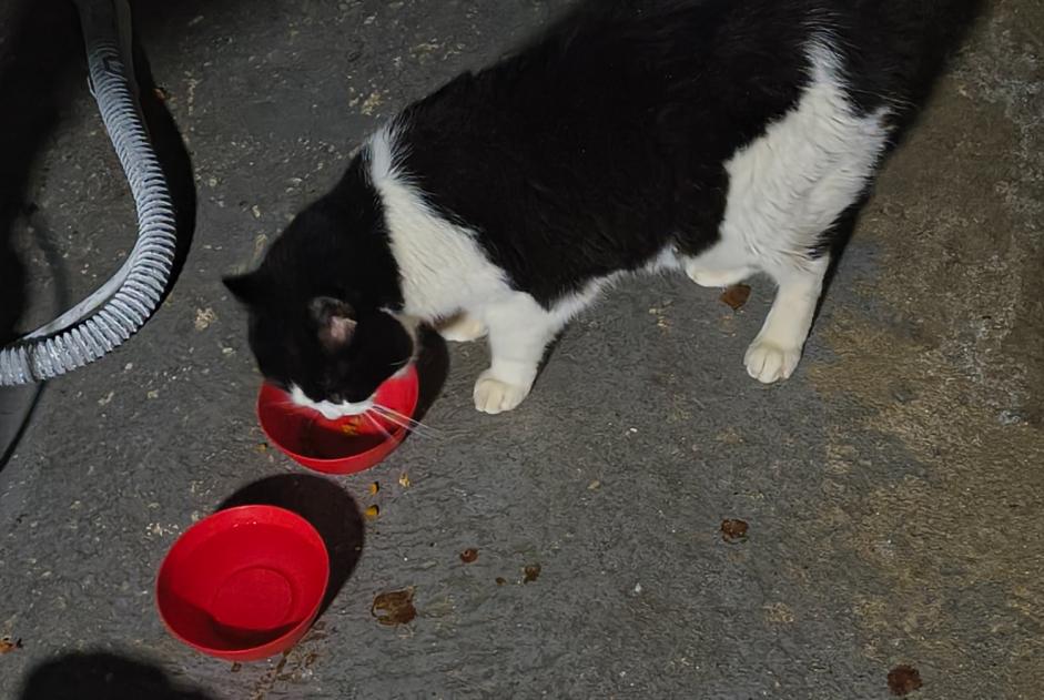 Fundmeldung Katze Weiblich Montivilliers Frankreich