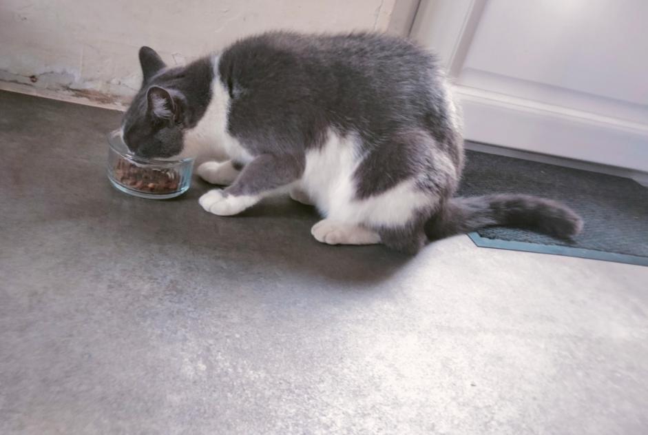 Fundmeldung Katze Weiblich Panissières Frankreich