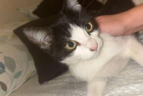 Fundmeldung Katze Weiblich Le Havre Frankreich
