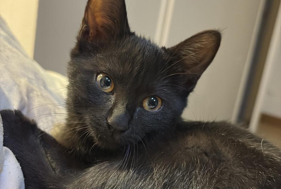 Fundmeldung Katze Weiblich Valence Frankreich