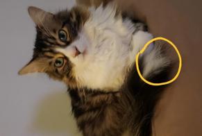 Vermisstmeldung Katze rassenmischung Männliche, 9 jahre Les Hauts-d'Anjou Frankreich
