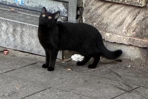 Fundmeldung Katze Männliche Paris Frankreich