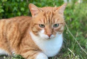Vermisstmeldung Katze Männliche, 10 jahre Le Meux Frankreich