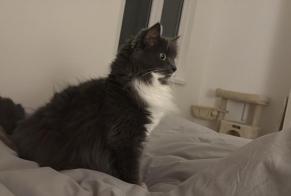 Vermisstmeldung Katze rassenmischung Weiblich, 4 jahre Kolbsheim Frankreich