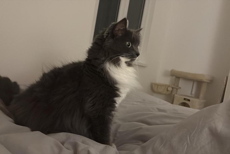 Vermisstmeldung Katze rassenmischung Weiblich , 4 jahre Kolbsheim Frankreich