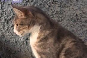 Vermisstmeldung Katze rassenmischung Männliche, 12 jahre Duttlenheim Frankreich