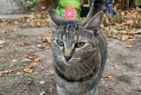 Vermisstmeldung Katze Weiblich, 2 jahre Mulhouse Frankreich
