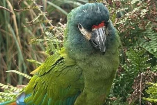Fundmeldung Vogel Unbekannt Geneston Frankreich