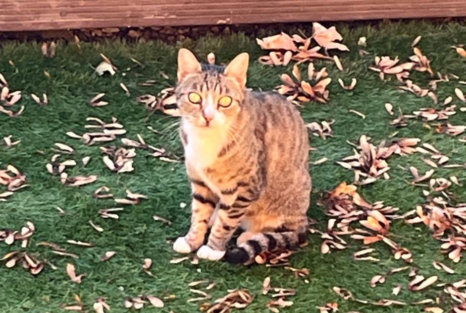 Fundmeldung Katze Weiblich Saint-Maurice-de-Gourdans Frankreich