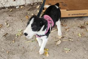 Fundmeldung Hund Weiblich Toulouse Frankreich