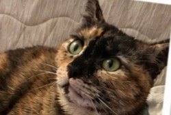 Vermisstmeldung Katze Weiblich , 2 jahre Ris-Orangis Frankreich