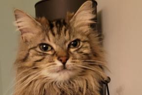 Vermisstmeldung Katze Weiblich, 6 jahre Mantes-la-Ville Frankreich