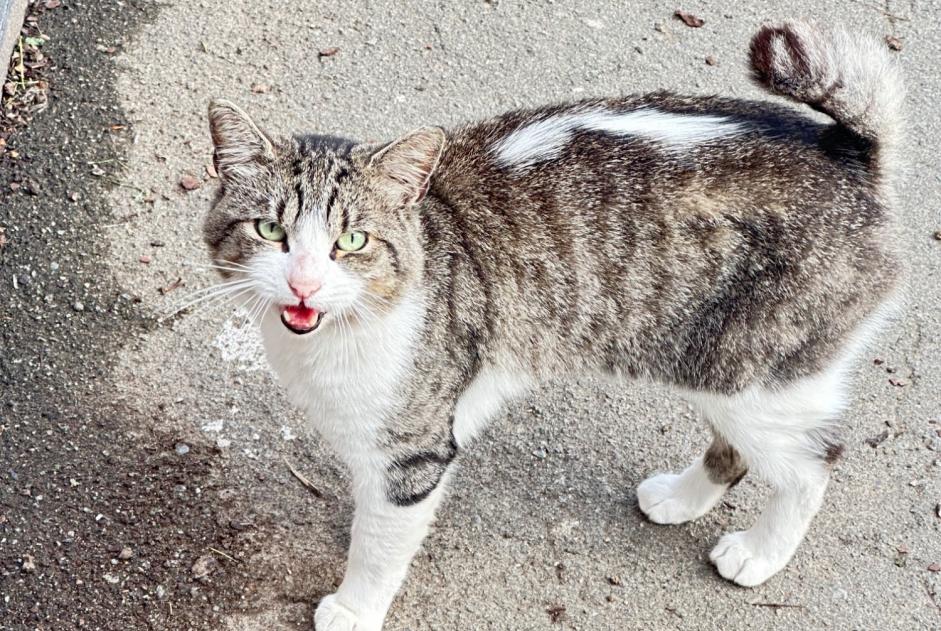 Fundmeldung Katze Männliche Tourcoing Frankreich