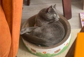 Vermisstmeldung Katze Weiblich, 4 jahre Aix-les-Bains Frankreich