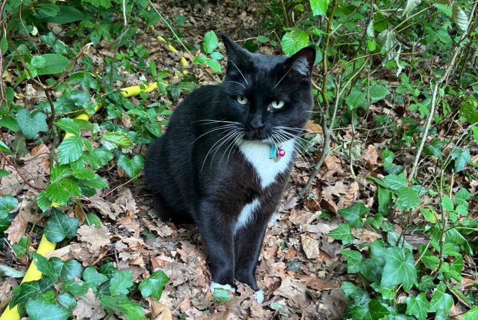 Vermisstmeldung Katze Männliche , 8 jahre Dardilly Frankreich