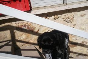 Vermisstmeldung Hund Weiblich, 13 jahre Dourdan Frankreich