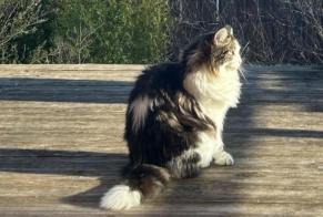 Vermisstmeldung Katze Männliche, 1 jahre Saint-Baldoph Frankreich