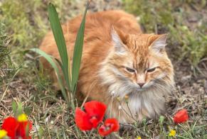 Vermisstmeldung Katze Männliche, 15 jahre Callian Frankreich