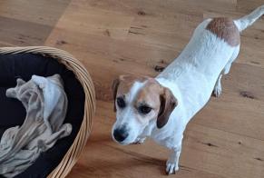 Vermisstmeldung Hund rassenmischung Weiblich, 5 jahre Le Pradet Frankreich
