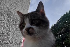 Fundmeldung Katze Weiblich Le Martinet Frankreich