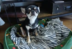 Vermisstmeldung Hund Männliche, 4 jahre Aix-en-Provence Frankreich