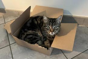 Vermisstmeldung Katze Weiblich, 8 jahre Saint-Pée-sur-Nivelle Frankreich