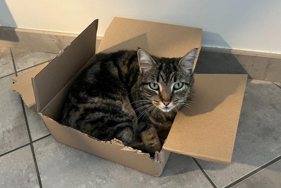 Vermisstmeldung Katze  Weiblich , 8 jahre Saint-Pée-sur-Nivelle Frankreich