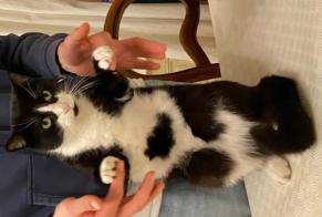 Vermisstmeldung Katze Männliche, 6 jahre Pau Frankreich