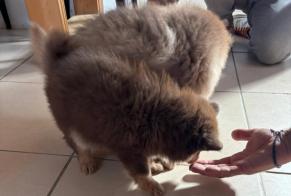 Vermisstmeldung Hund Männliche, 0 jahre Clairac Frankreich