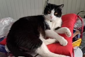 Vermisstmeldung Katze Männliche, 6 jahre Lagarde Frankreich