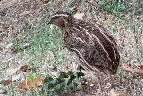Vermisstmeldung Vogel Männliche, 2026 jahre Le Montat Frankreich