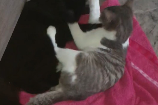 Vermisstmeldung Katze Weiblich , 0 jahre Navenne Frankreich