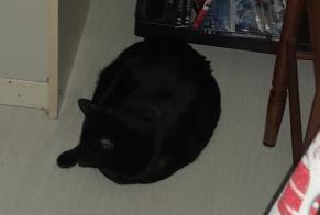 Vermisstmeldung Katze rassenmischung Weiblich, 2 jahre Montluçon Frankreich