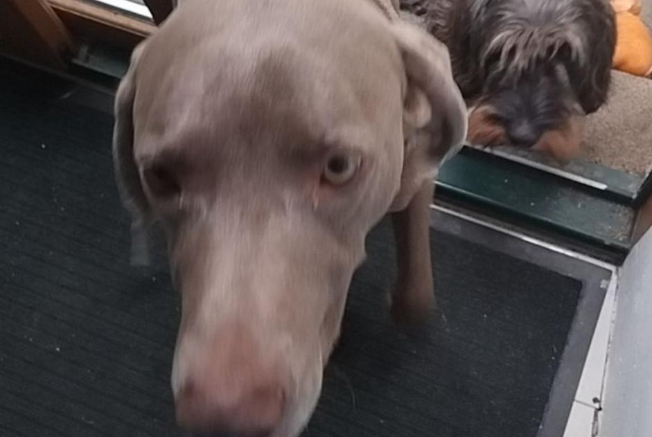 Vermisstmeldung Hund  Männliche , 6 jahre Saint-James Frankreich