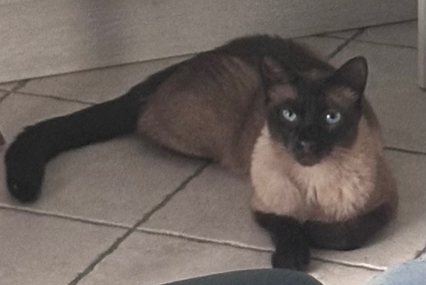Vermisstmeldung Katze  Männliche , 4 jahre Mary-sur-Marne Frankreich