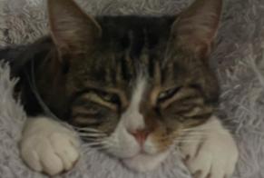 Vermisstmeldung Katze rassenmischung Männliche, 5 jahre Le Tremblay-sur-Mauldre Frankreich