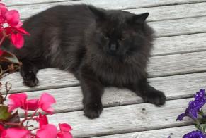 Vermisstmeldung Katze Männliche, 6 jahre Roubaix Frankreich