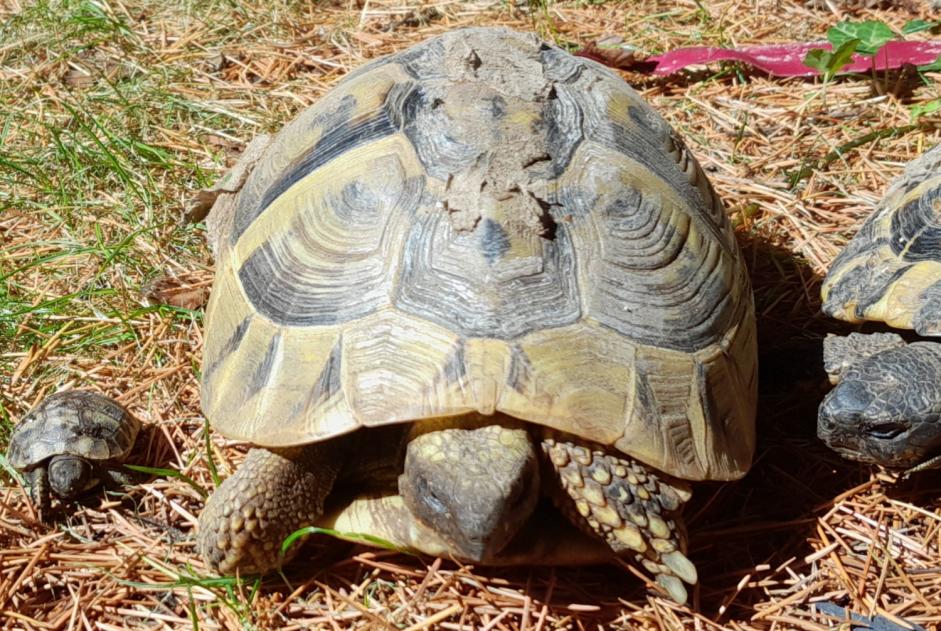 Vermisstmeldung Schildkröte Weiblich , 2026 jahre Larré Frankreich