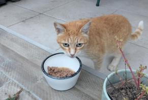 Fundmeldung Katze Unbekannt Lussat Frankreich