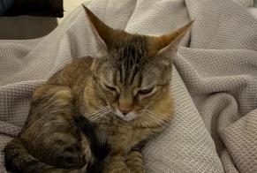 Vermisstmeldung Katze Weiblich, 12 jahre Boucau Frankreich