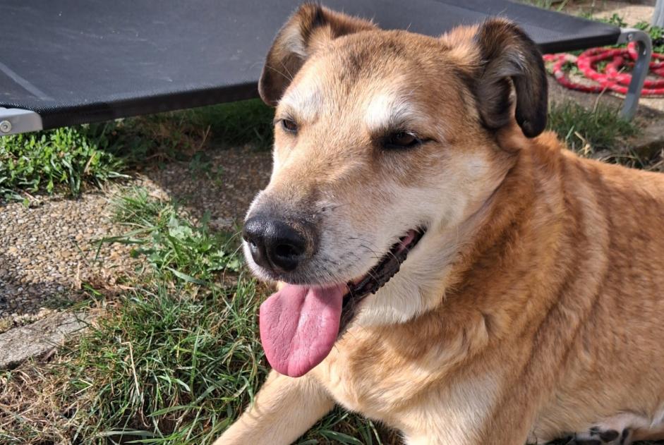 Fundmeldung Hund Männliche Saint-Germain-Laval Frankreich