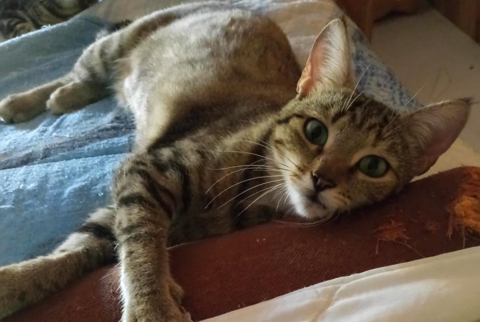 Vermisstmeldung Katze  Weiblich , 6 jahre Bréville Frankreich