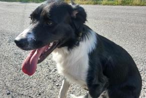 Fundmeldung Hund Unbekannt La Bâtie-Neuve Frankreich