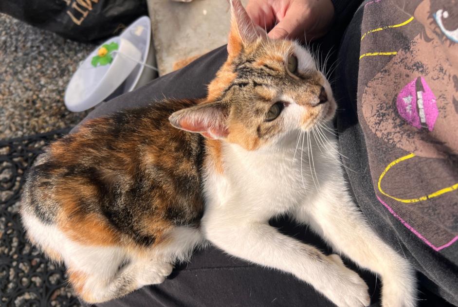 Fundmeldung Katze Weiblich Chambly Frankreich