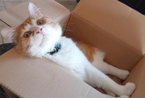 Vermisstmeldung Katze Männliche, 1 jahre Passa Frankreich