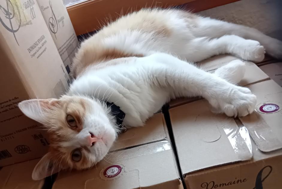 Vermisstmeldung Katze Männliche , 1 jahre Passa Frankreich