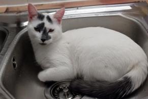 Vermisstmeldung Katze Männliche, 2 jahre Dijon Frankreich